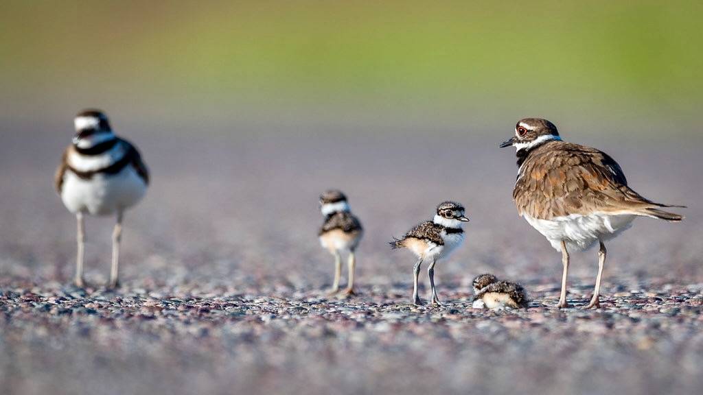 Killdeer family by airboy123 is licensed under CC BY-NC-SA 2.0.